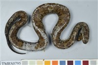 藏品(菊池氏龜殼花)的圖片